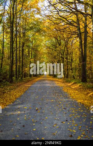 Beautifully lit autumn road with lots of leaves through the forest in Moravia Stock Photo