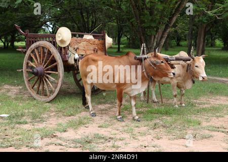 A couple of banteng bulls pulling a cart in Sukhothai, Thailand. Stock Photo