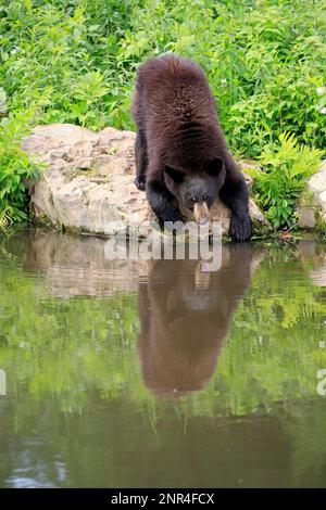 American black bear (Ursus americanus), young at the water, Pine County, Minnesota, North America, USA Stock Photo