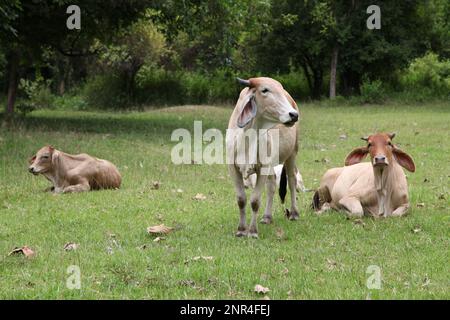 The banteng (Bos javanicus) is a species of wild cattle found in Southeast Stock Photo