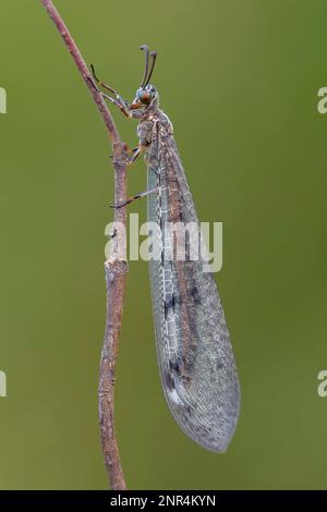 Common gemeine ameisenjungfer (Myrmeleon formicarius) Net-winged dragonfly, sleeping on a stalk, finished insect of the larva Antlion, River landscape Stock Photo