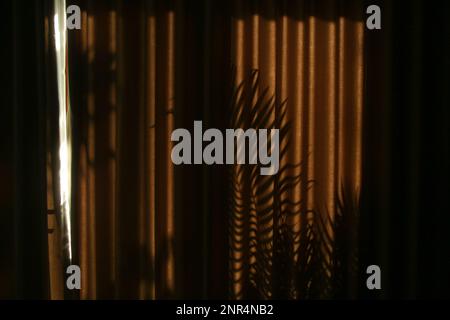 Palm tree shadows on drapes during golden hours Stock Photo
