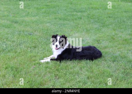 Boarder Collie - black and white - laying down, side profile, face front Stock Photo