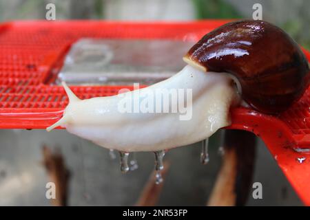 Giant African land snail on top of terrarium, dripping slime when wet Stock Photo