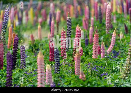 Nabana No Sato – one of Japans largest and popular flower parks including the famous indoor Begonia Gardens and colourful Lupines. Stock Photo