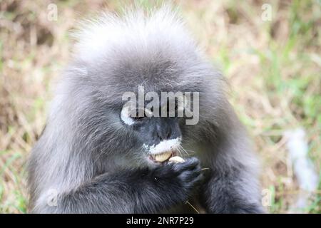 Portrait of a cute adult dusky leaf monkey (Trachypithecus