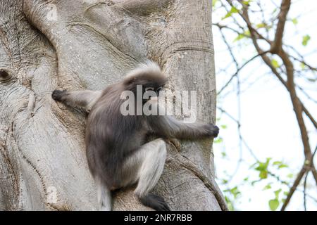 Dusky Leaf Monkey (Trachypithecus obscurus) adult, feeding on leaves,  sitting on branch (captive) - SuperStock