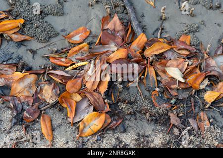 Mangrove leaves in autumn tones washed up on the beach Stock Photo