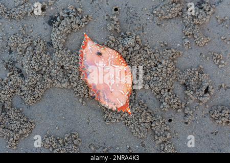 Fly sitting on the orange shell of a cooked sand crab on the beach at Coochiemudlo Island Stock Photo