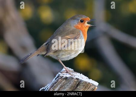 A profile portrait of a robin. It id perched on a snow covered tree stump singing. Its beak is wide open Stock Photo