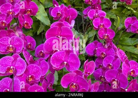Blooming Purple orchid flower commonly known as the moon orchid (Aphrodite's Phalaenopsis) in purple  colour Stock Photo