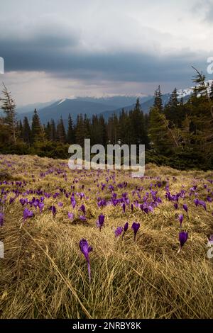 Flowering crocus field beside fir trees landscape photo Stock Photo