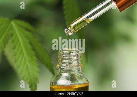 Dripping CBD oil from pipette against blurred green background, closeup Stock Photo