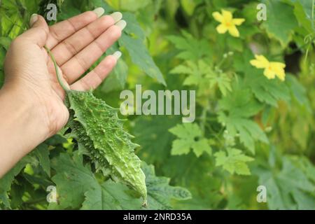 Bitter gourd or bitter melon growing on farm in a vine held in hand Stock Photo