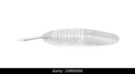 Feather pen on white background, top view Stock Photo