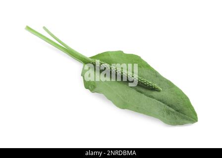 Green broadleaf plantain leaf and seeds on white background Stock Photo