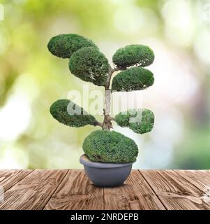 Beautiful bonsai tree in pot on wooden table outdoors Stock Photo