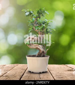 Beautiful bonsai tree in pot on wooden table outdoors Stock Photo