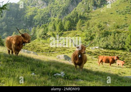 Highland cattles grazing in mountain pasture Stock Photo