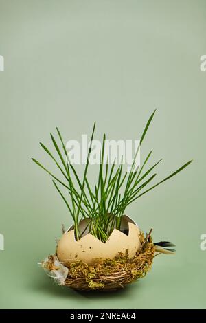 Green wheat sprouts in broken egg shells in the nest. Easter decorations. Easter egg. Spring composition. Natural Easter eggs with wheat grass. Stylis Stock Photo