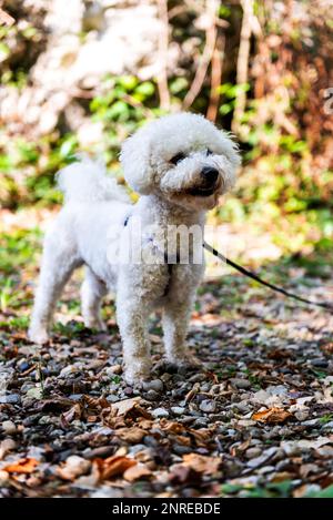 The cute white curly Bishon Frise dog on the walk Stock Photo