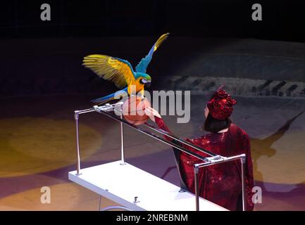 Image of a large bright macaw parrot on a basketball in a circus Stock Photo