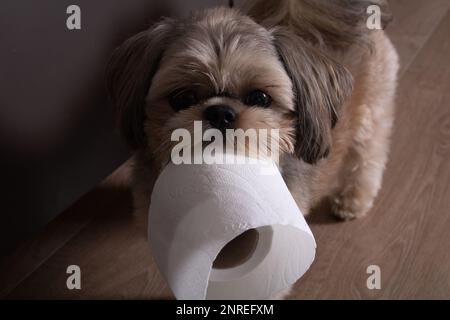 photo of a dog holding toilet paper in his teeth at home and looking directly into the camera Stock Photo