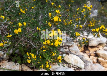 Calicotome villosa, also known as hairy thorny broom and spiny broom, is a small shrubby tree native to the eastern Mediterranean region Stock Photo