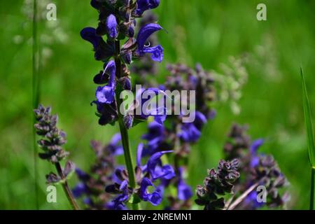 Close up of a butterfly lavender (Lavandula stoechas pedunculata). The flower is dark blue. It grows in nature, at the edge of a path. Stock Photo