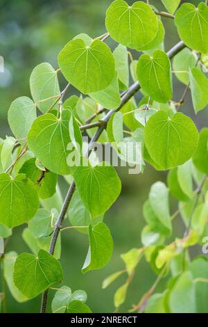 Cercidiphyllum japonicum Pendulum, pendulous katsura, deciduous tree with heart-shaped leaves Stock Photo