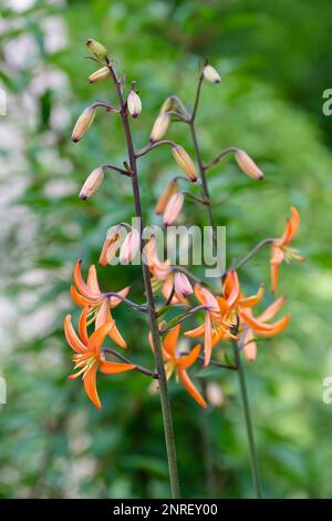 Lilium Martagon Orange Marmalade, tiger Lily,  bulbous perennial, star-shaped tangerine-orange flowers, Stock Photo