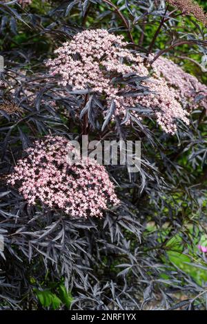 Sambucus Black Lace, elder Eva, deciduous shrub , purplish-black foliage, umbels of pink flowers Sambucus Black Lace, Sambucus nigra porphyrophylla Bl Stock Photo