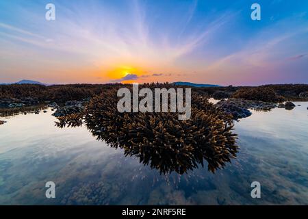 Beautiful sunset or sunrise seascape amazing cloud at sunrise light above the coral reef in Rawai sea Phuket Severe low tide corals growing in the sha Stock Photo