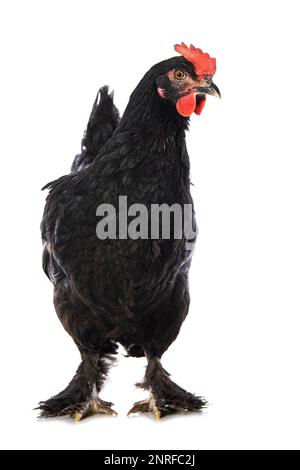 Marans Hen Isolated Standing On White Background Stock Photo - Alamy