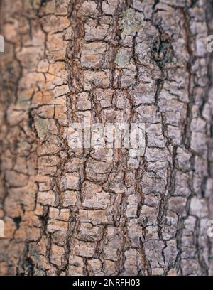 texture closeup tree wood nature Stock Photo
