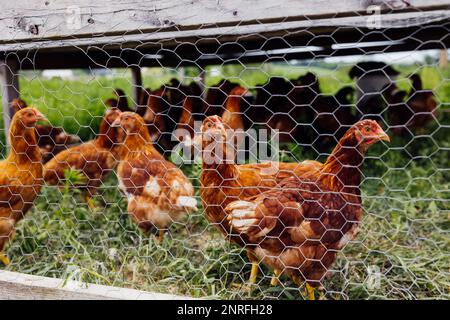 organic chickens in a pen Stock Photo