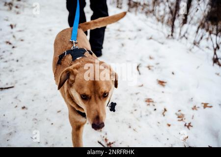 Medium Brown Dog in Harness on a Winter Walk Stock Photo