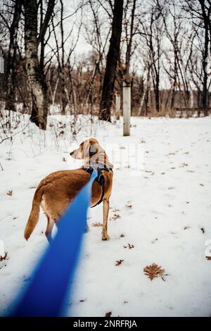 Brown Dog Exploring Park Trail on Leash and Harness in Winter Stock Photo