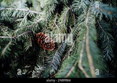 Single Brown Pinecone Amongst Beautiful Evergreen Tree Branches Stock Photo