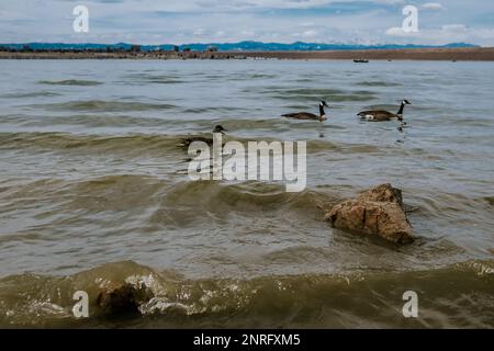 ducks swimming in lake on sunny day Stock Photo