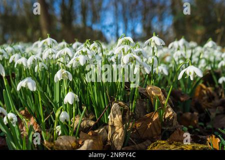 Close-up of a large group of flowering snowdrops carpets the woodland in early spring. Stock Photo