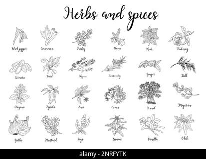Herbs and spices hand drawn vector illustration. Stock Vector