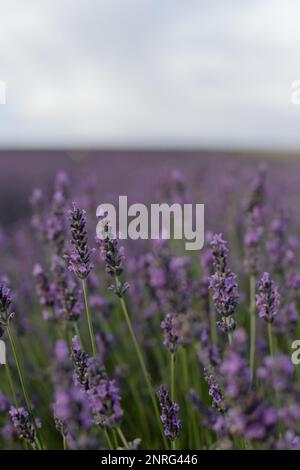 Close up on lavender in an English lavender field Stock Photo