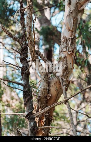 Closeup of paperbark tree and vines wrapped around branches. Stock Photo