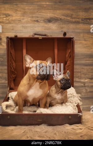 Puppy French Bulldog and momma dog photoshoot being cute in suitcase Stock Photo