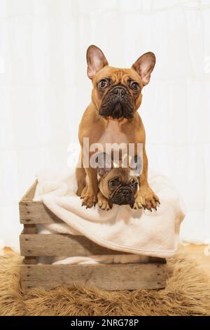 Mother and baby French Bulldog photoshoot being cute white backdrop Stock Photo