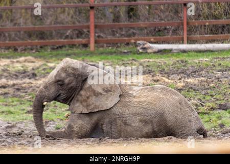 Tammi and Tonzi, two African Elephants at Howletts Zoo, are a majestic sight to behold, with their wrinkled skin, huge ears, and impressive tusks. Stock Photo