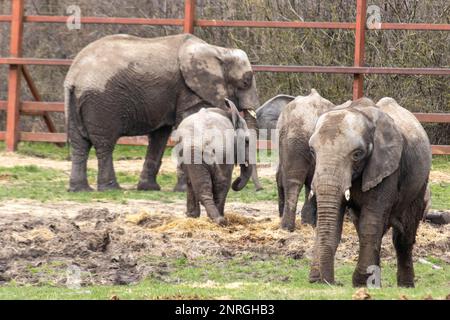 Tammi and Tonzi, two African Elephants at Howletts Zoo, are a majestic sight to behold, with their wrinkled skin, huge ears, and impressive tusks. Stock Photo