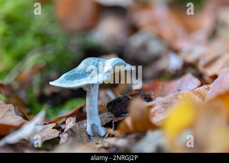 A closeup of a aniseed funnel mushroom (Clitocybe odora). This mushroom is known for its strong anise scent. Stock Photo