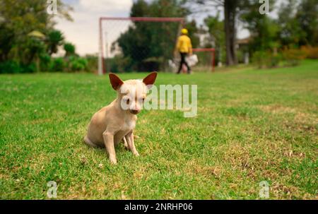 Small light brown and white Pinscher puppy sitting on the grass in the middle of the park with background of defocused green bushes with a person walk Stock Photo